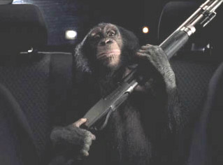 A Chimp with a gun